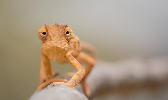 np_Orange chameleon on tree branch_0KxAy5_free